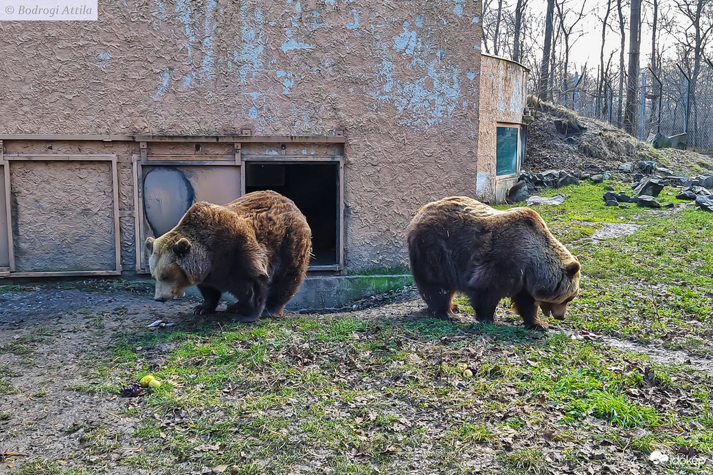 Medvejóslás a Szegedi Vadasparkban