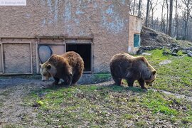 Medvejóslás a Szegedi Vadasparkban