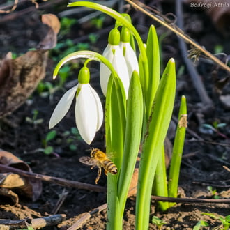 Hódmezővásárhely