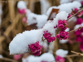 Hódmezővásárhely