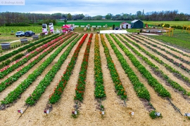 Tulipános