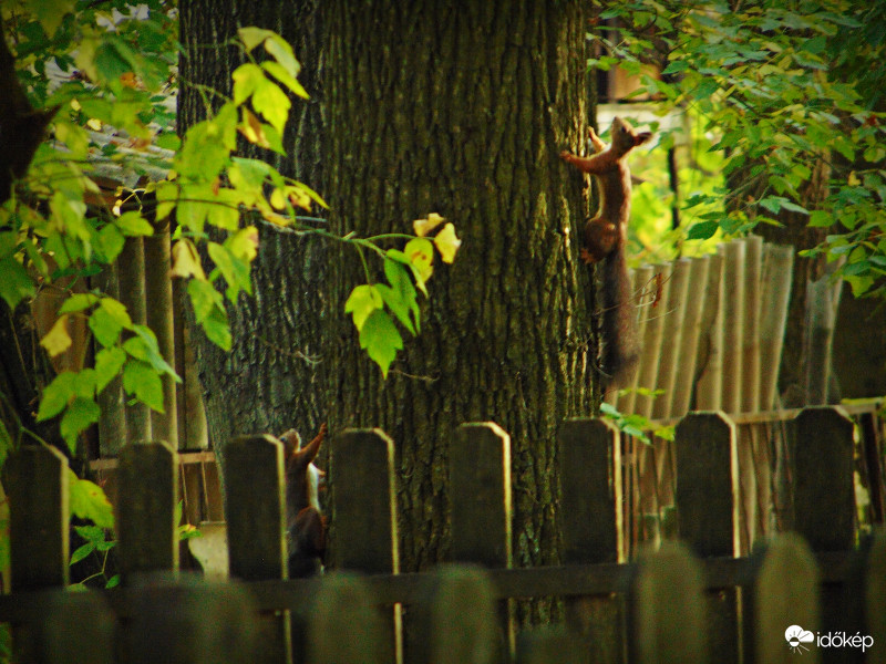 Délutáni játszadozás