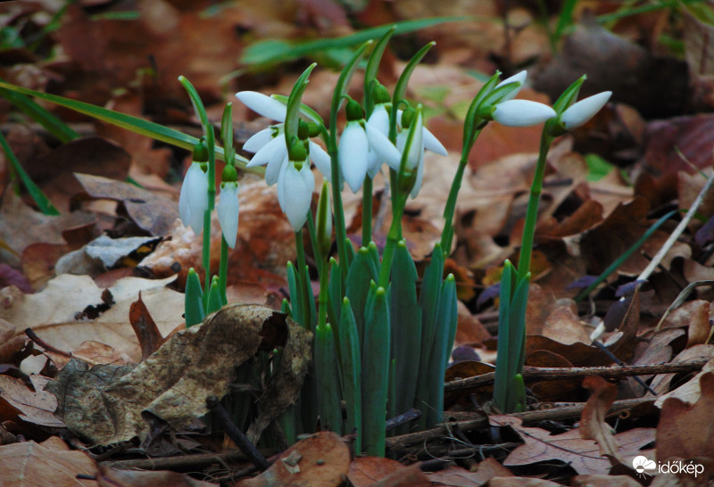 Tavasz?