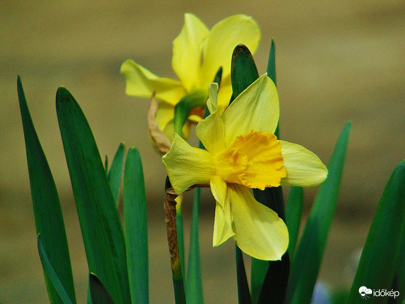 Simogató napsütésben