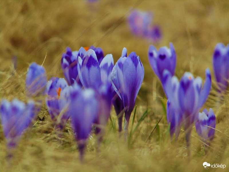 Kárpáti sáfrányok II.