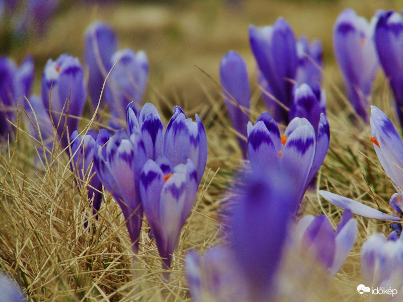 Kárpáti sáfrányok I.