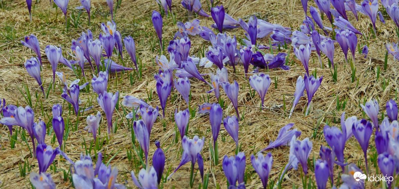 Kárpáti sáfrányok IV.