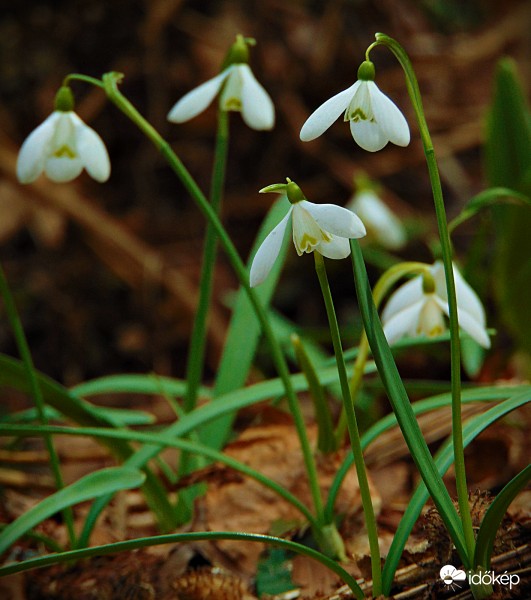 Április végi hóvirágok