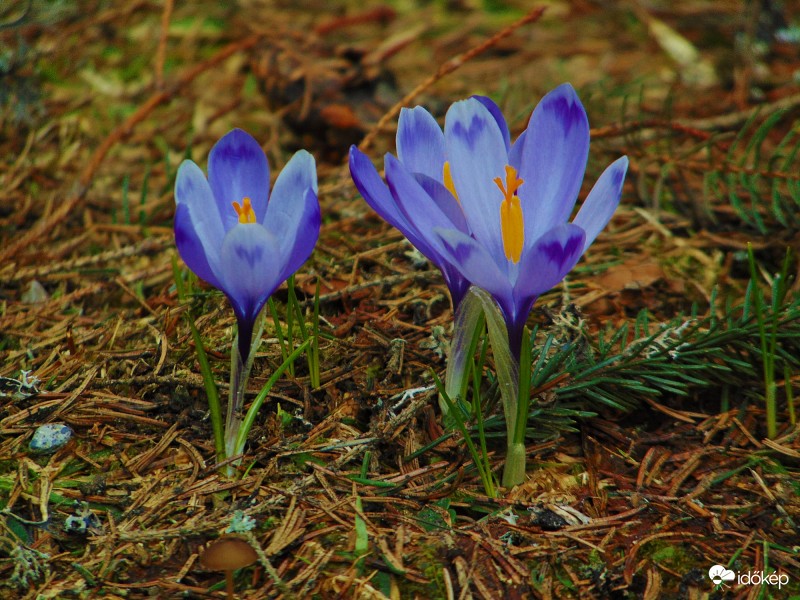 Kárpáti sáfrányok V.