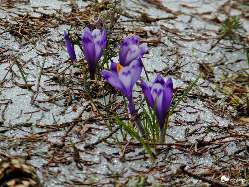 Kárpáti sáfrányok VI.