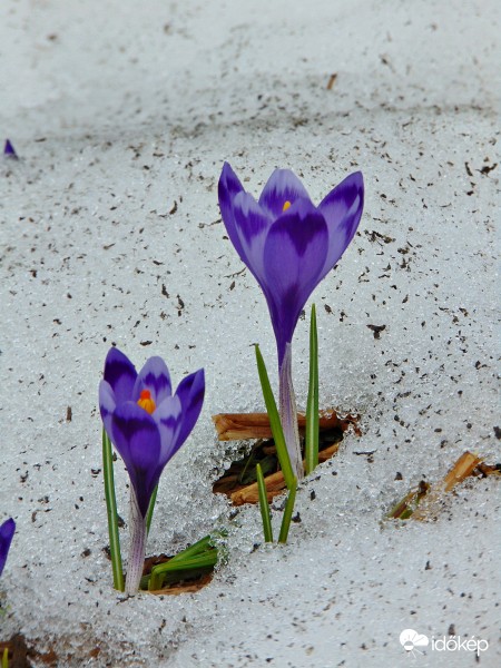 Kárpáti sáfrányok VII.