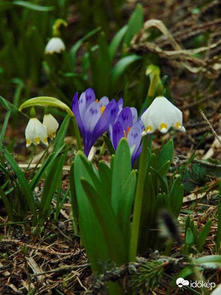 Kárpáti sáfrányok IX