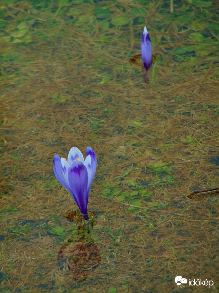 Krókusz a tócsa közepén