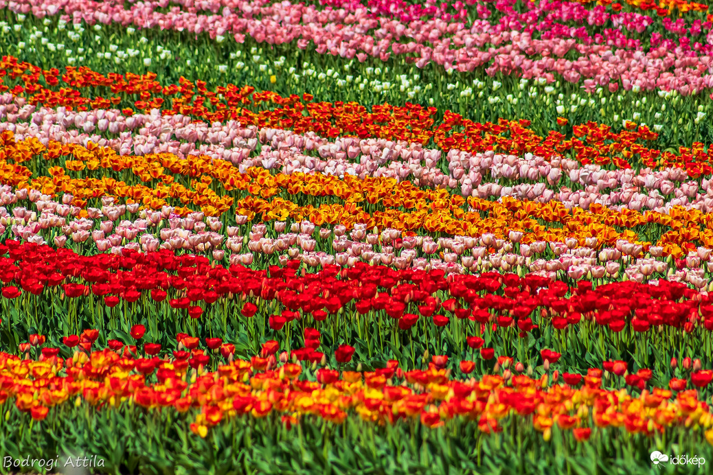 Tulipános színorgia 
