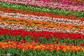 Tulipános színorgia 