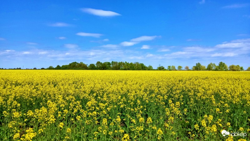 Repce mezőn