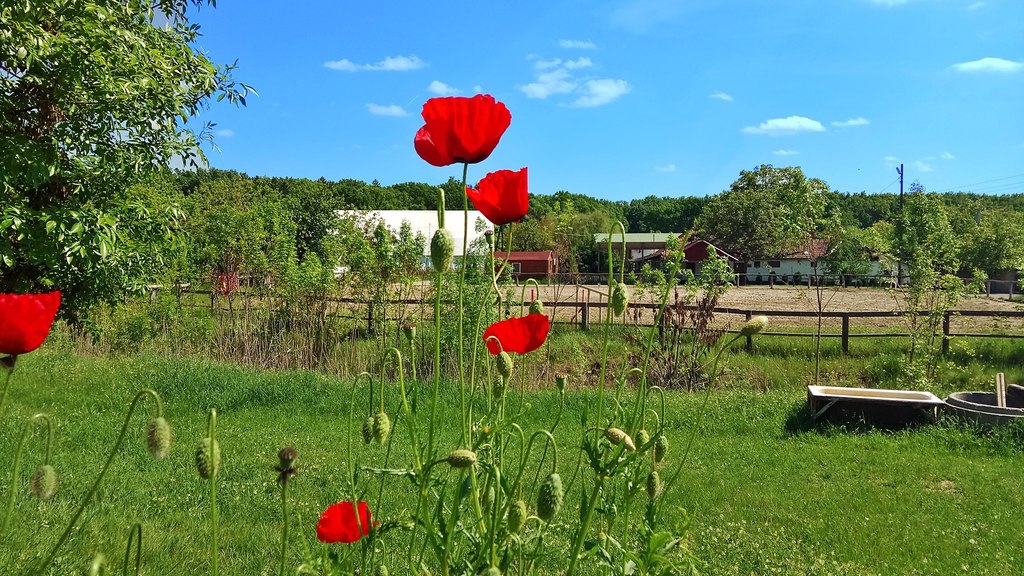 Napsütéses pipacsos