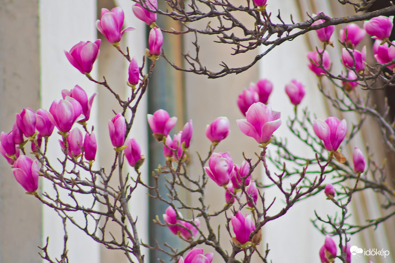 Szemgyönyörködtető