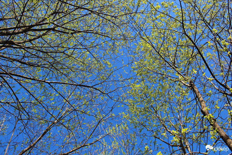 Első zöld hajtások