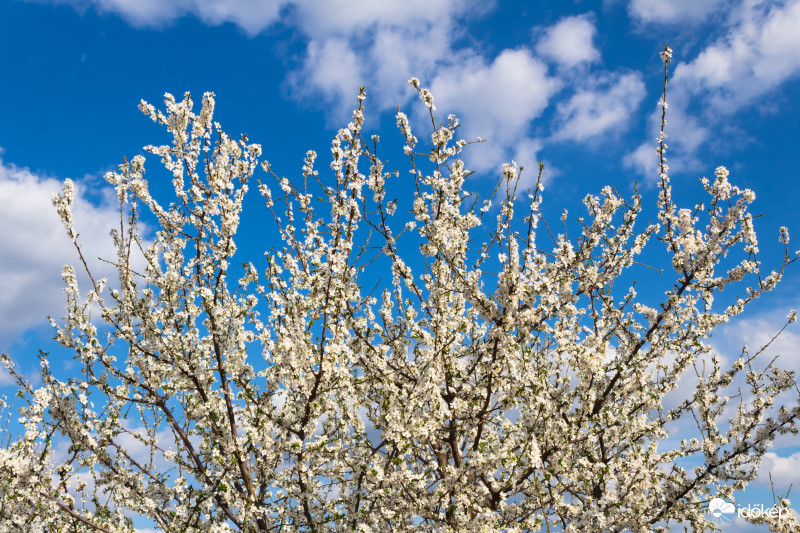 Napsütéses március