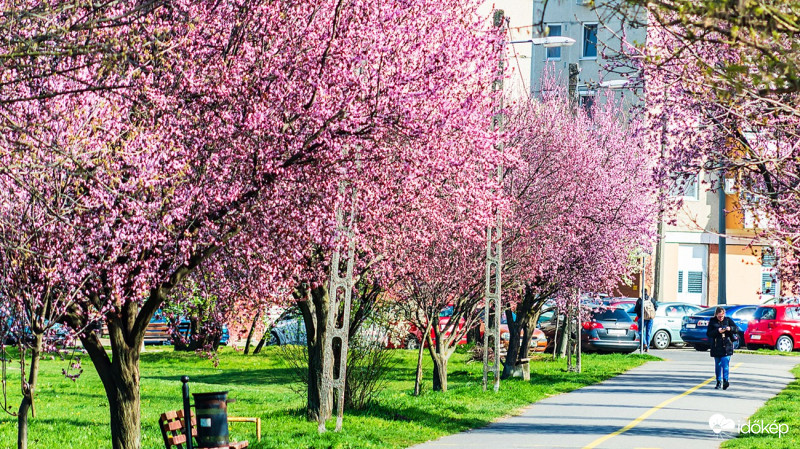 Virágzó vérszilva fasor
