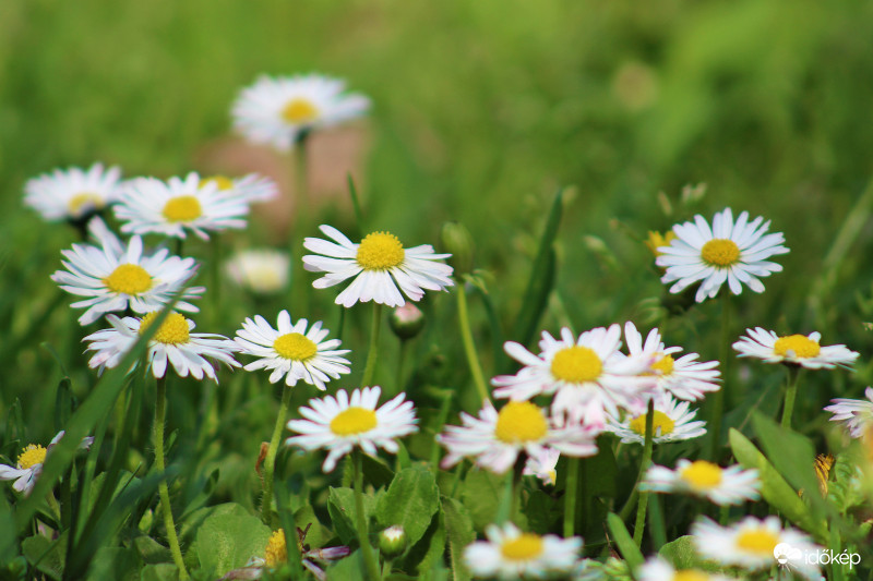 Százszorszép erdő