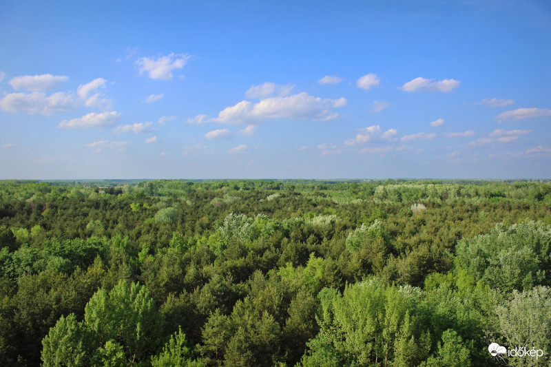 Az öttömösi erdő