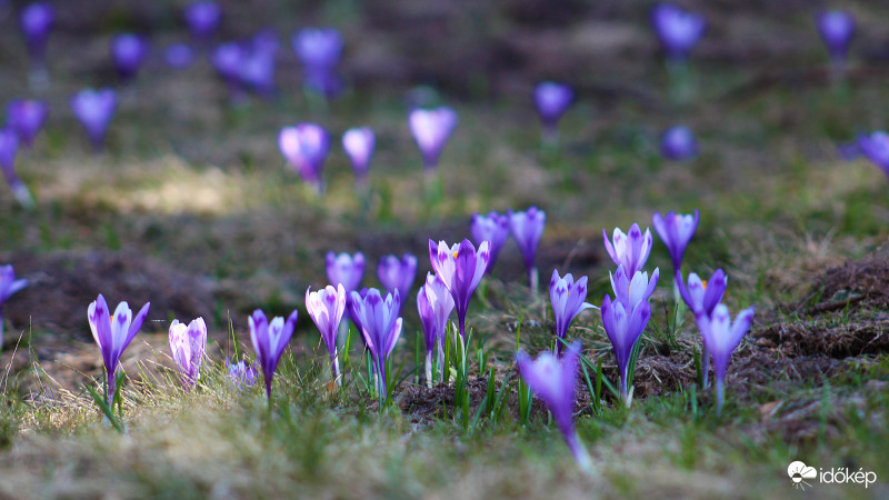 Az utolsó virágzó krókuszok