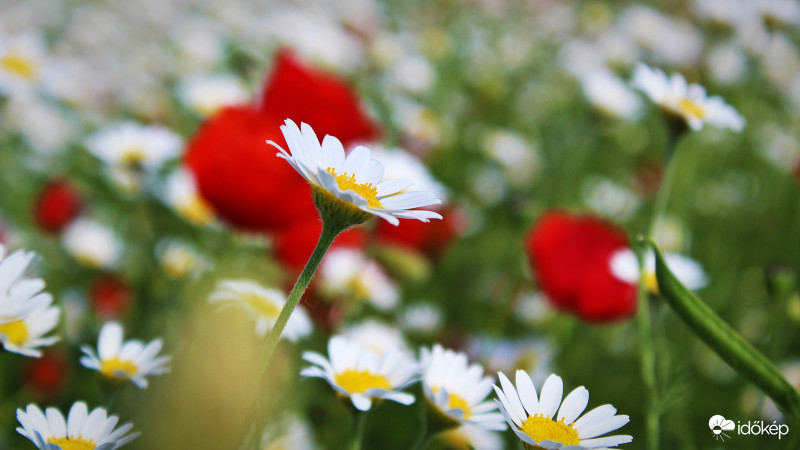 Csodaszép mező