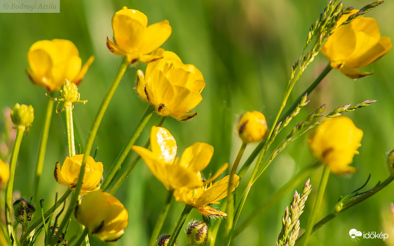 Mocsári gólyahír a szélben