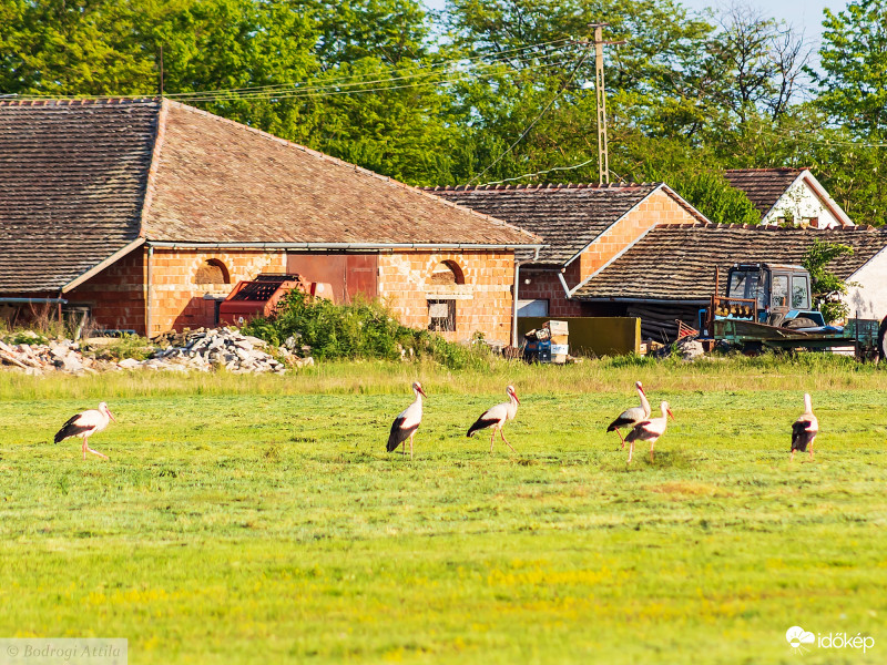 Madarak és fák napja