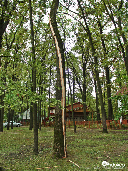 Villám csapott egy fába II.