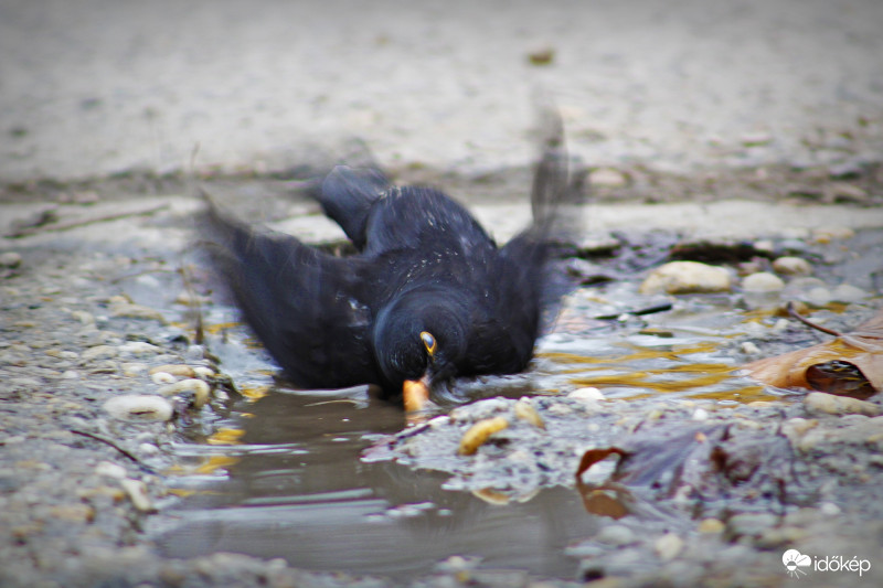 Kora esti fürdőzés