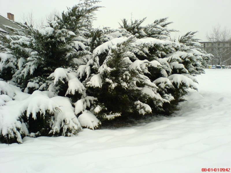 11 cm hótakaró a tujákon