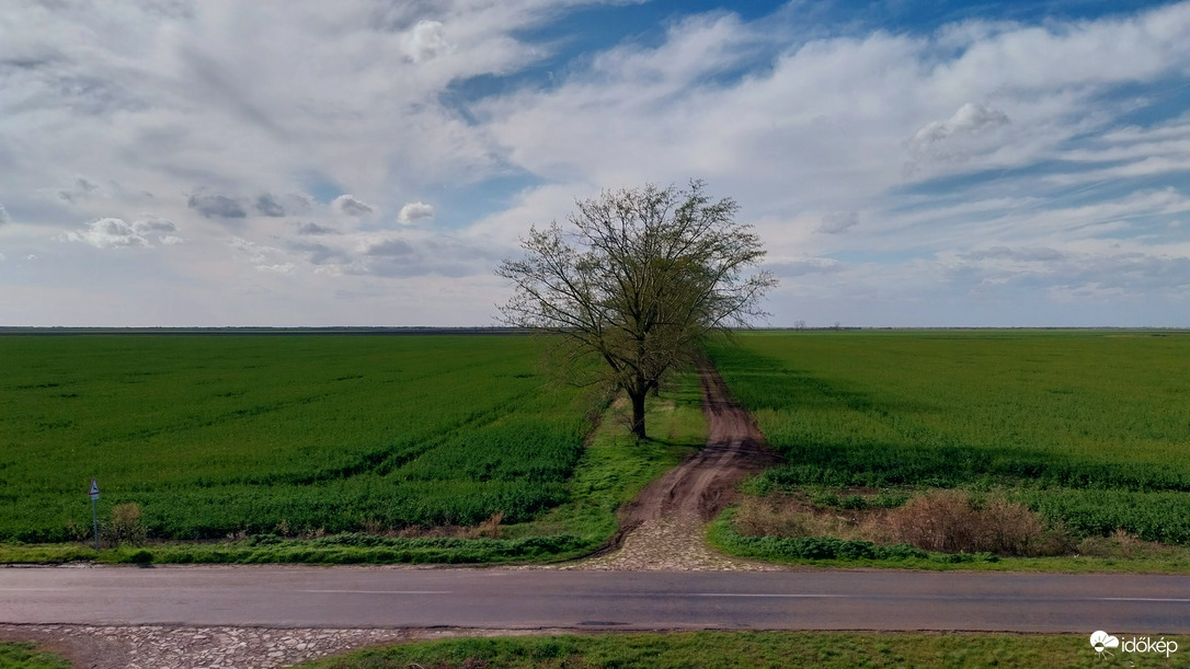 Bogárzó délután.