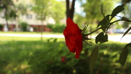 Rózsa