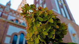 Szeged