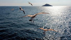 Thassos