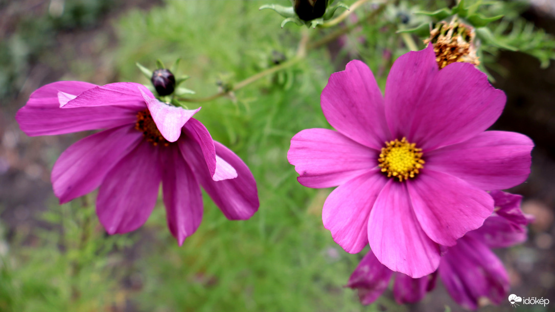 Kerti pillangóvirág.