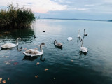 Balatonfüred