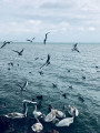 Balatonfüred