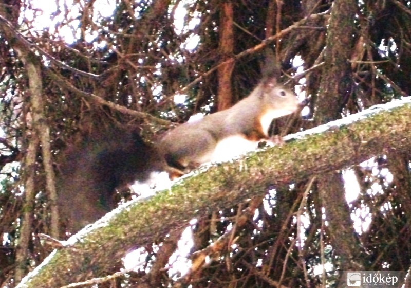 Városi mókus