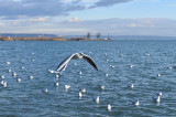 Téli Balaton