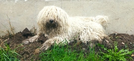 A Sárkutya