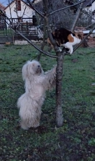 Karácsonyi mókázás