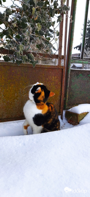 Tarka macska, fehér hó