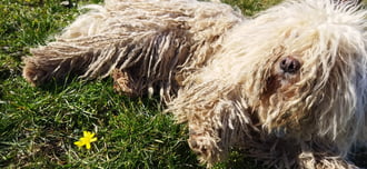 Találtam egy virágot!