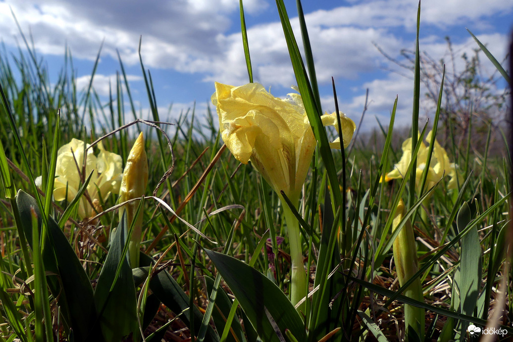 Iris pumila