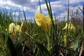 Iris pumila