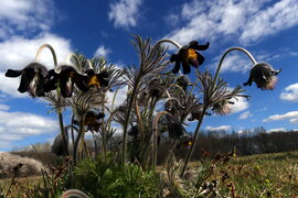 fekete kökörcsin (Pulsatilla nigricans)